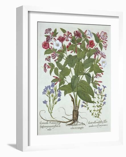 The 'Marvel of Peru' and Two Varieties of Gentian, from 'Hortus Eystettensis', by Basil Besler (156-German School-Framed Giclee Print