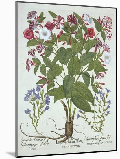 The 'Marvel of Peru' and Two Varieties of Gentian, from 'Hortus Eystettensis', by Basil Besler (156-German School-Mounted Giclee Print