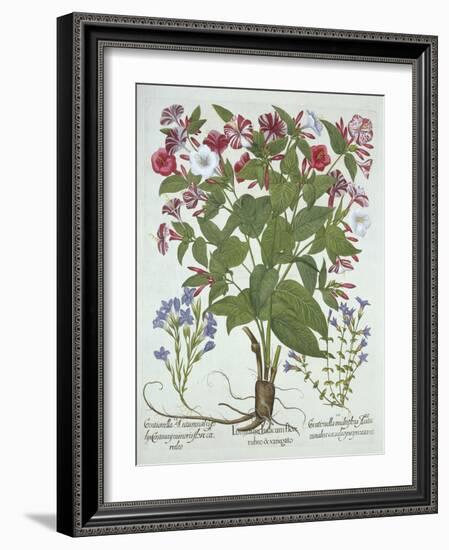 The 'Marvel of Peru' and Two Varieties of Gentian, from 'Hortus Eystettensis', by Basil Besler (156-German School-Framed Giclee Print