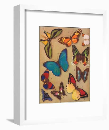'The Marvellous Colour of the Butterflies', 1935-Unknown-Framed Giclee Print