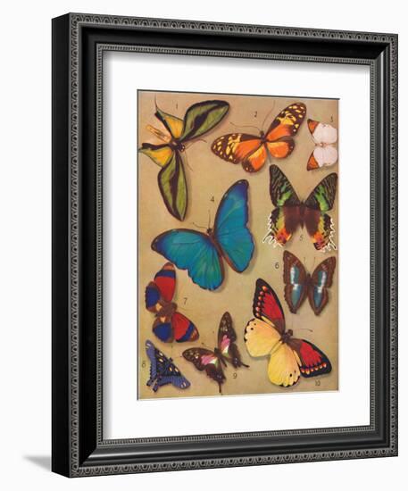 'The Marvellous Colour of the Butterflies', 1935-Unknown-Framed Giclee Print