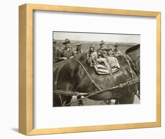 The mascot of the Anzacs, Somme campaign, France, World War I, 1916-Unknown-Framed Photographic Print