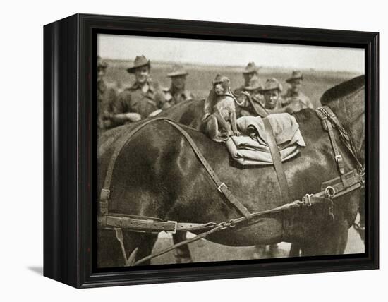 The mascot of the Anzacs, Somme campaign, France, World War I, 1916-Unknown-Framed Premier Image Canvas