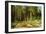 The Mast-Tree Grove, Study-Ivan Ivanovitch Shishkin-Framed Giclee Print