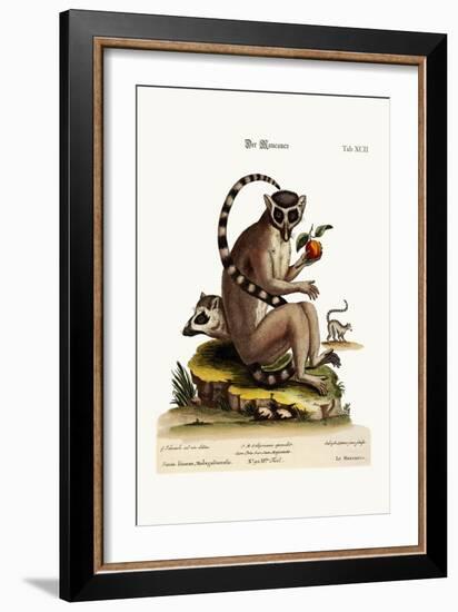 The Maucauco, 1749-73-George Edwards-Framed Giclee Print