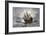 The Mayflower Bringing the First Colonists to Massachusetts-null-Framed Giclee Print