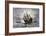 The Mayflower Bringing the First Colonists to Massachusetts-null-Framed Giclee Print