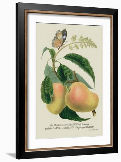 The Mazagon Mango and the Papilio Bolina-J. Forbes-Framed Art Print