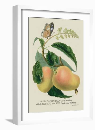 The Mazagon Mango and the Papilio Bolina-J. Forbes-Framed Art Print