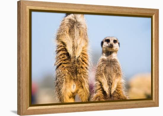 The Meerkat (Suricate) (Suricata Suricatta), United Kingdom, Europe-John Alexander-Framed Premier Image Canvas