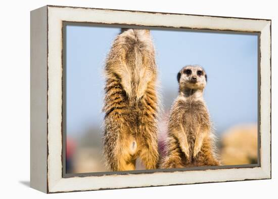 The Meerkat (Suricate) (Suricata Suricatta), United Kingdom, Europe-John Alexander-Framed Premier Image Canvas