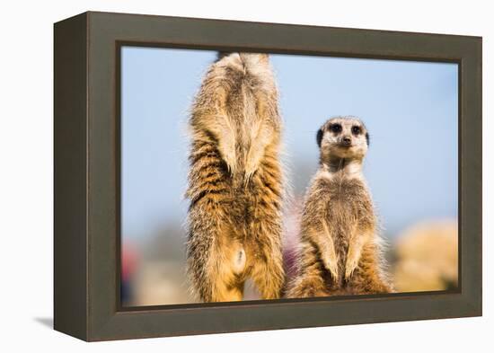 The Meerkat (Suricate) (Suricata Suricatta), United Kingdom, Europe-John Alexander-Framed Premier Image Canvas