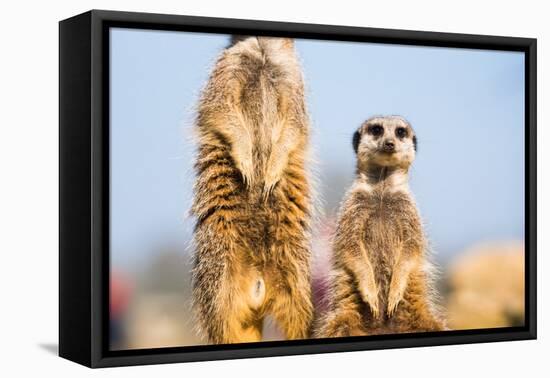 The Meerkat (Suricate) (Suricata Suricatta), United Kingdom, Europe-John Alexander-Framed Premier Image Canvas