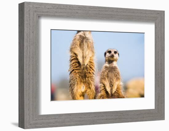 The Meerkat (Suricate) (Suricata Suricatta), United Kingdom, Europe-John Alexander-Framed Photographic Print