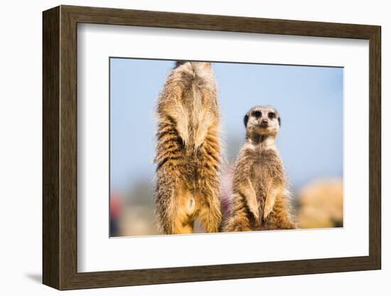 The Meerkat (Suricate) (Suricata Suricatta), United Kingdom, Europe-John Alexander-Framed Photographic Print