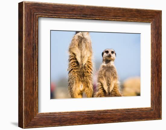 The Meerkat (Suricate) (Suricata Suricatta), United Kingdom, Europe-John Alexander-Framed Photographic Print