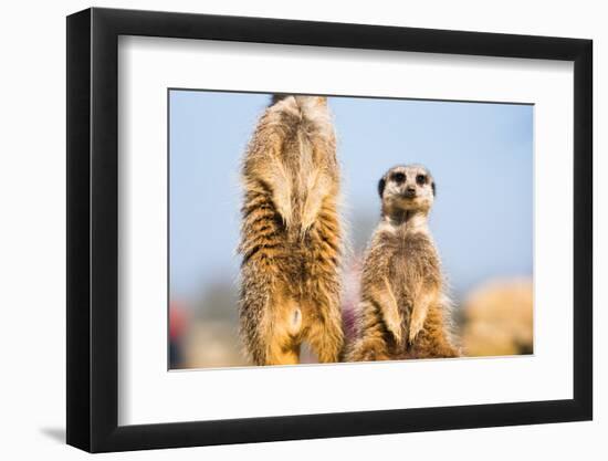 The Meerkat (Suricate) (Suricata Suricatta), United Kingdom, Europe-John Alexander-Framed Photographic Print