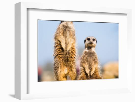 The Meerkat (Suricate) (Suricata Suricatta), United Kingdom, Europe-John Alexander-Framed Photographic Print