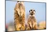 The Meerkat (Suricate) (Suricata Suricatta), United Kingdom, Europe-John Alexander-Mounted Photographic Print