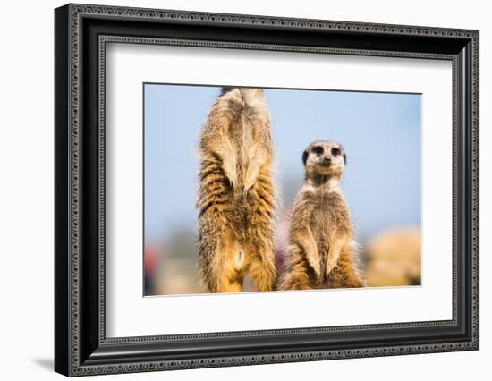 The Meerkat (Suricate) (Suricata Suricatta), United Kingdom, Europe-John Alexander-Framed Photographic Print