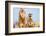 The Meerkat (Suricate) (Suricata Suricatta), United Kingdom, Europe-John Alexander-Framed Photographic Print