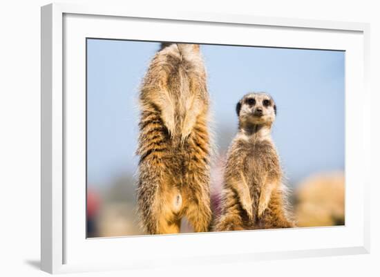 The Meerkat (Suricate) (Suricata Suricatta), United Kingdom, Europe-John Alexander-Framed Photographic Print