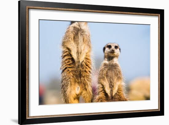 The Meerkat (Suricate) (Suricata Suricatta), United Kingdom, Europe-John Alexander-Framed Photographic Print