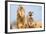 The Meerkat (Suricate) (Suricata Suricatta), United Kingdom, Europe-John Alexander-Framed Photographic Print