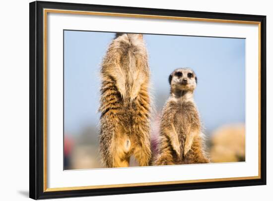 The Meerkat (Suricate) (Suricata Suricatta), United Kingdom, Europe-John Alexander-Framed Photographic Print