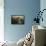 The Meerkat-Jai Johnson-Framed Premier Image Canvas displayed on a wall