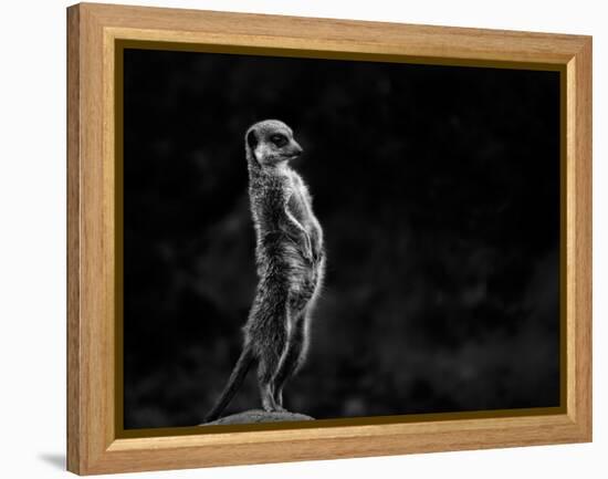 The Meerkat-Greetje Van Son-Framed Premier Image Canvas