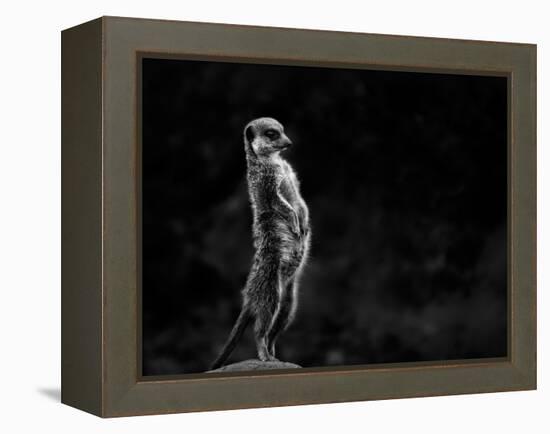 The Meerkat-Greetje Van Son-Framed Premier Image Canvas