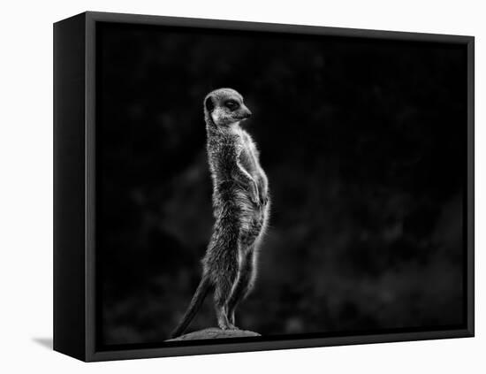 The Meerkat-Greetje Van Son-Framed Premier Image Canvas