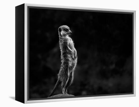 The Meerkat-Greetje Van Son-Framed Premier Image Canvas