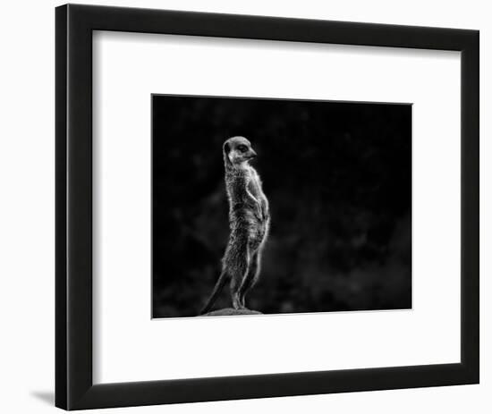 The Meerkat-Greetje Van Son-Framed Photographic Print