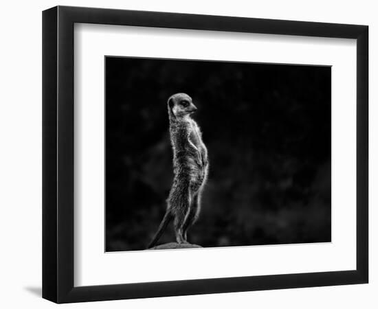 The Meerkat-Greetje Van Son-Framed Photographic Print