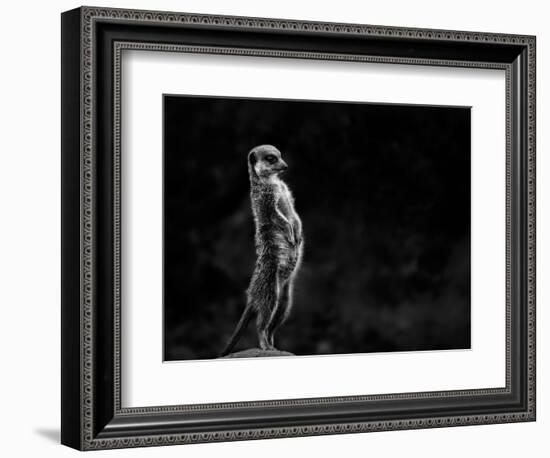 The Meerkat-Greetje Van Son-Framed Photographic Print