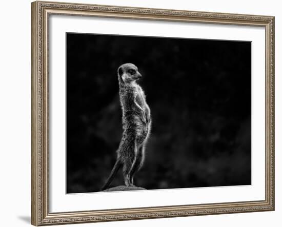 The Meerkat-Greetje Van Son-Framed Photographic Print