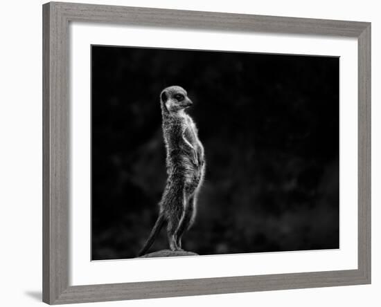 The Meerkat-Greetje Van Son-Framed Photographic Print