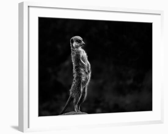 The Meerkat-Greetje Van Son-Framed Photographic Print