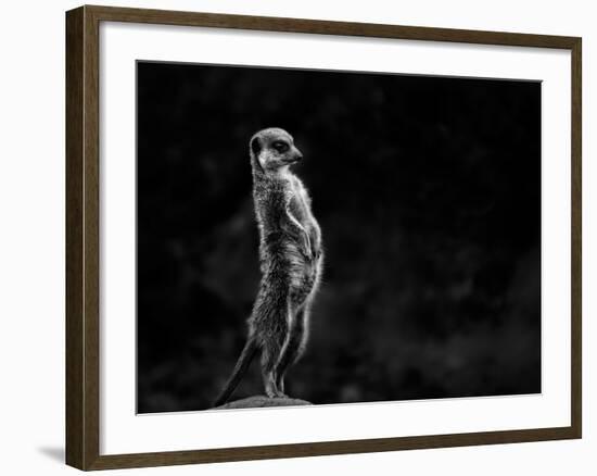 The Meerkat-Greetje Van Son-Framed Photographic Print