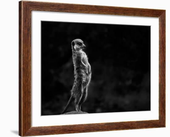 The Meerkat-Greetje Van Son-Framed Photographic Print