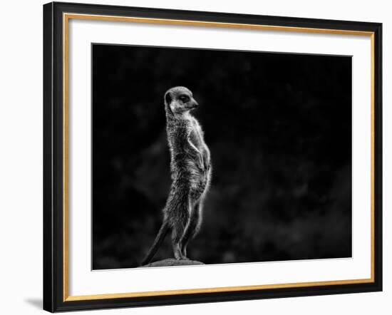 The Meerkat-Greetje Van Son-Framed Photographic Print