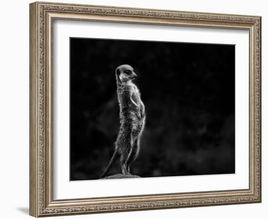 The Meerkat-Greetje Van Son-Framed Photographic Print