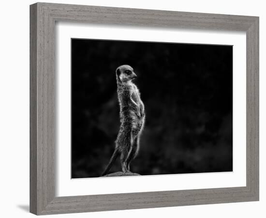 The Meerkat-Greetje Van Son-Framed Photographic Print