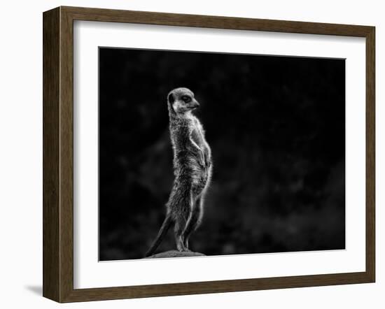 The Meerkat-Greetje Van Son-Framed Photographic Print