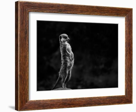 The Meerkat-Greetje Van Son-Framed Photographic Print