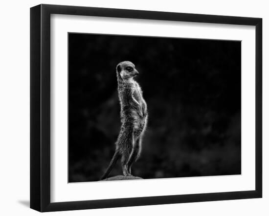 The Meerkat-Greetje Van Son-Framed Photographic Print