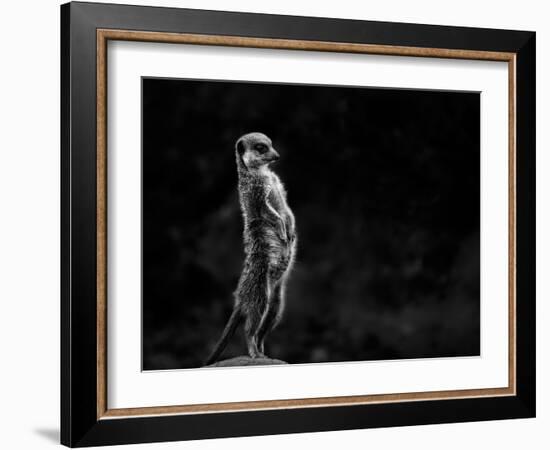 The Meerkat-Greetje Van Son-Framed Photographic Print