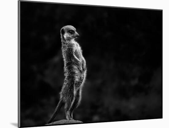 The Meerkat-Greetje Van Son-Mounted Photographic Print